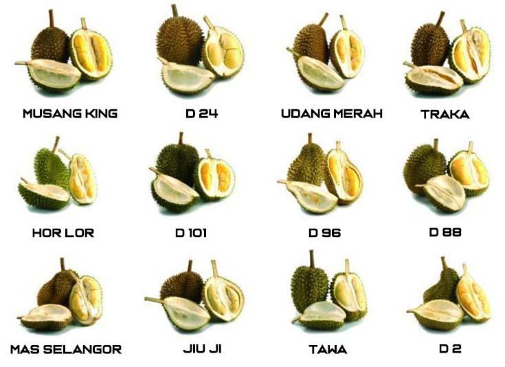 nama jenis jenis durian di malaysia